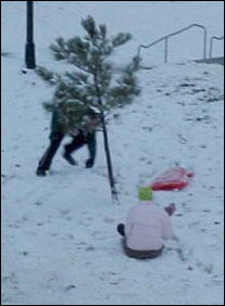 After getting to the sidewalk, Raleigh did some kind of dog-paddle on the sled to get past the sidewalk, and then the two of them went down the main hill, directly into a small pine tree, causing no more than a bruise to Raleigh's pride, a wipeout on both of their parts, and a minor snowfall from the tree.