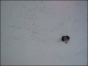 On the ceiling near the sprinkler head in question, there was a lot of oily residue on the ceiling from the grease that was used inside the sprinkler to make a good seal. This also lent a certain "oily" kind of a smell.